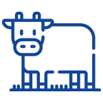 BCG Matrix Cash Cow